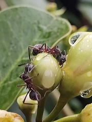 Dolichoderus attelaboides