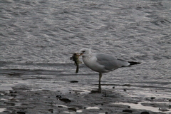 Larus delawarensis