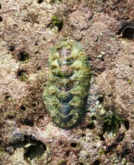 Acanthochitona hirudiniformis