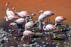 Phoenicoparrus jamesi