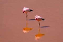 Phoenicoparrus andinus