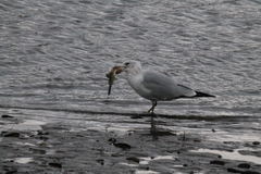 Larus delawarensis