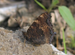 Nymphalis xanthomelas