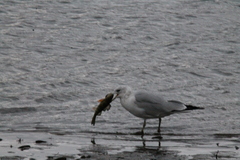 Larus delawarensis