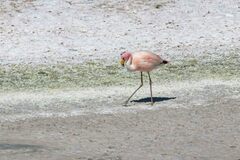 Phoenicoparrus jamesi