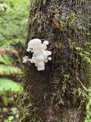 Marasmiellus candidus