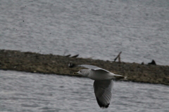 Larus delawarensis