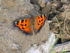 Nymphalis xanthomelas