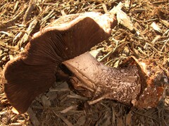 Agaricus pequinii