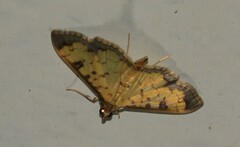 Bocchoris aptalis