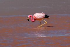 Phoenicoparrus andinus