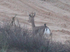 Gazella gazella
