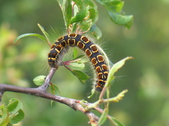 Eriogaster lanestris