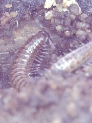 Cleidogona