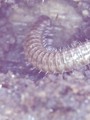 Cleidogona