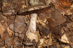 Cortinarius odoritraganus