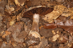 Cortinarius odoritraganus