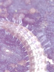 Cleidogona