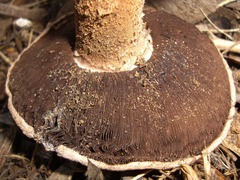 Agaricus pequinii
