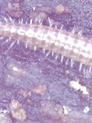 Cleidogona