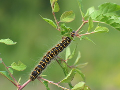 Eriogaster lanestris