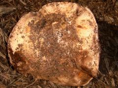 Agaricus pequinii
