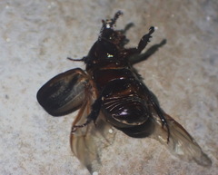 Scarabaeidae