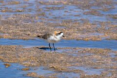 Charadrius alticola
