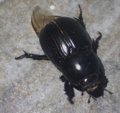 Scarabaeidae
