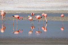 Phoenicoparrus andinus