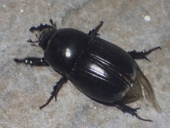 Scarabaeidae