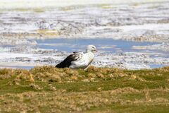 Oressochen melanopterus