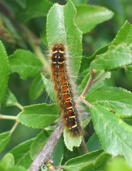 Eriogaster lanestris