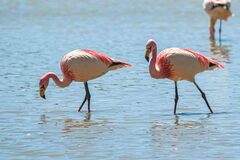 Phoenicoparrus jamesi