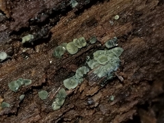 Chlorosplenium chlora