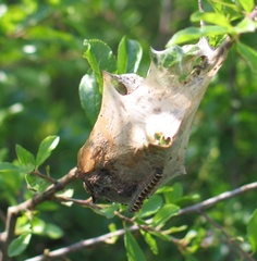Eriogaster lanestris
