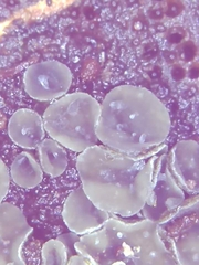 Chlorosplenium chlora