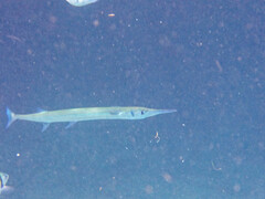 Tylosurus crocodilus