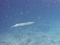 Tylosurus crocodilus