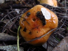 Hygrophorus subsalmonius