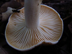 Hygrophorus subsalmonius