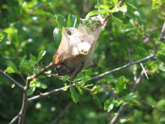 Eriogaster lanestris