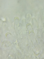 Neohygrocybe