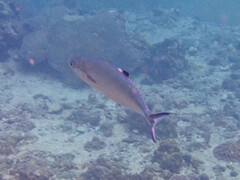 Scomberoides lysan