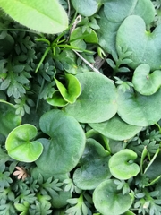 Dichondra repens