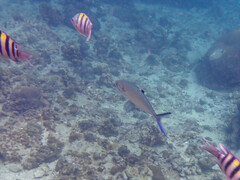 Scomberoides lysan