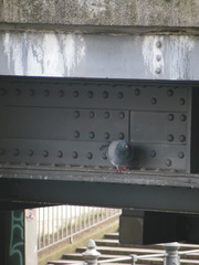 Columba livia domestica