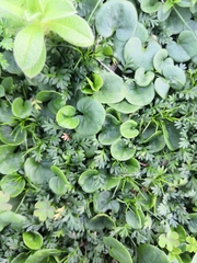 Dichondra repens