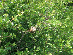 Eriogaster lanestris