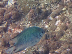 Amblyglyphidodon indicus